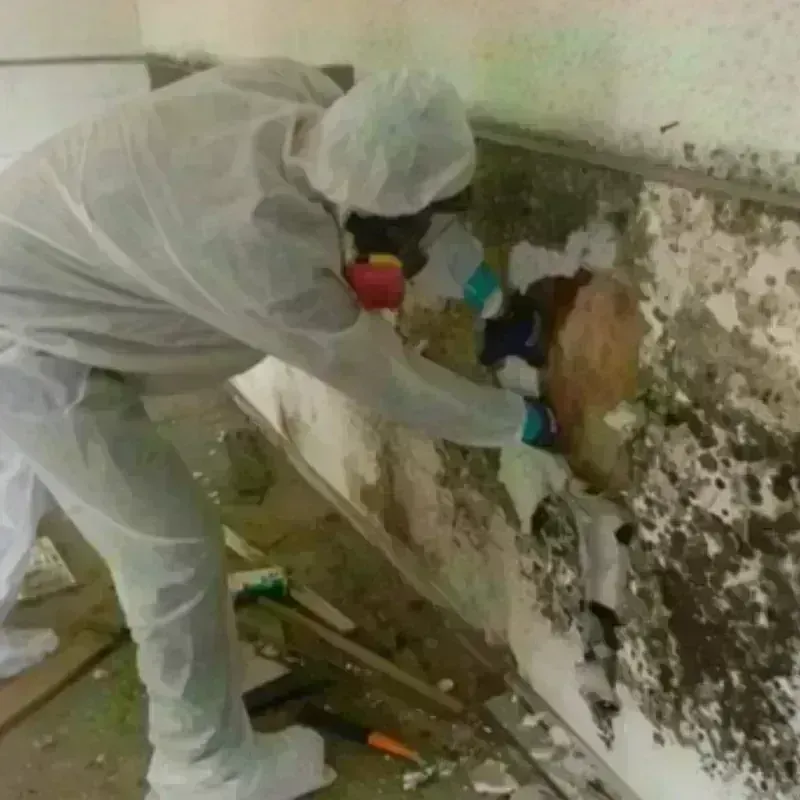 Mold Remediation and Removal in East Hazel Crest, IL